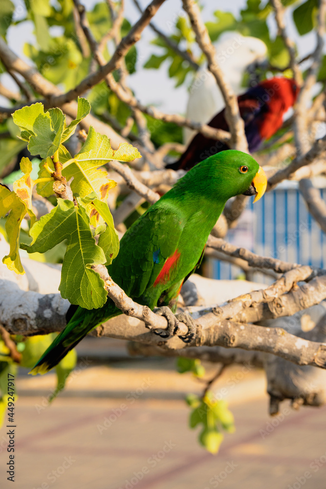 Portrait of light green parrot on the tree with green leaves.