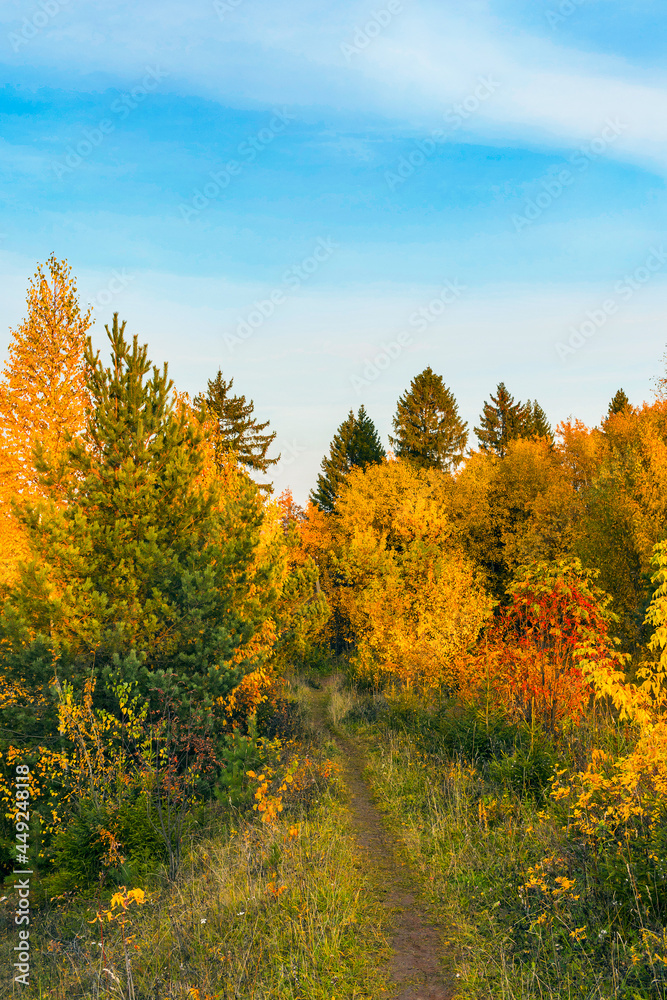 Fototapeta premium narrow path in the forest on an autumn day