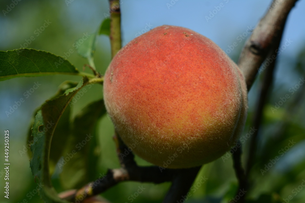 Big orange peach close-up on a background of blue sky Big orange peach close-up on a background of blue sky