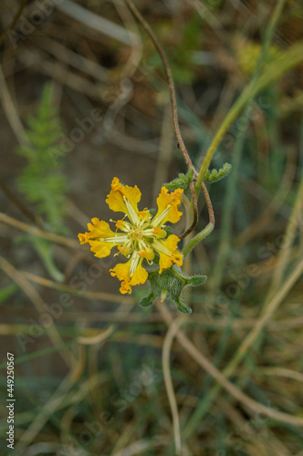 yellow flower