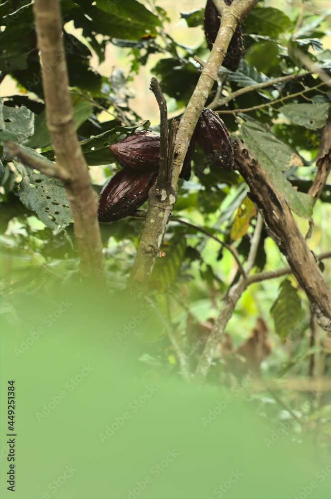 organic cacao plantation in the Peruvian jungle