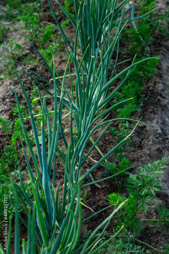 A row of green onions in the garden. Vitamins and healthy food. Vertical. A row of green onions in the garden. Vitamins and healthy food. Vertical.