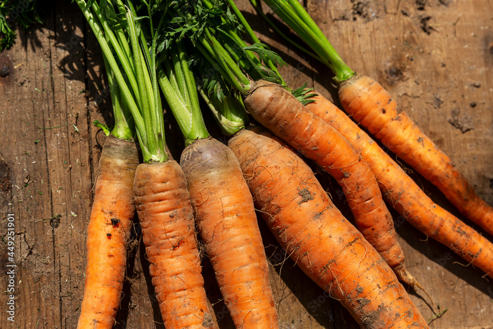 Fresh carrots with tops in the garden on a wooden table. New harvest. Vmtaimny and healthy food. Close-up. Fresh carrots with tops in the garden on a wooden table. New harvest. Vmtaimny and healthy food. Close-up.