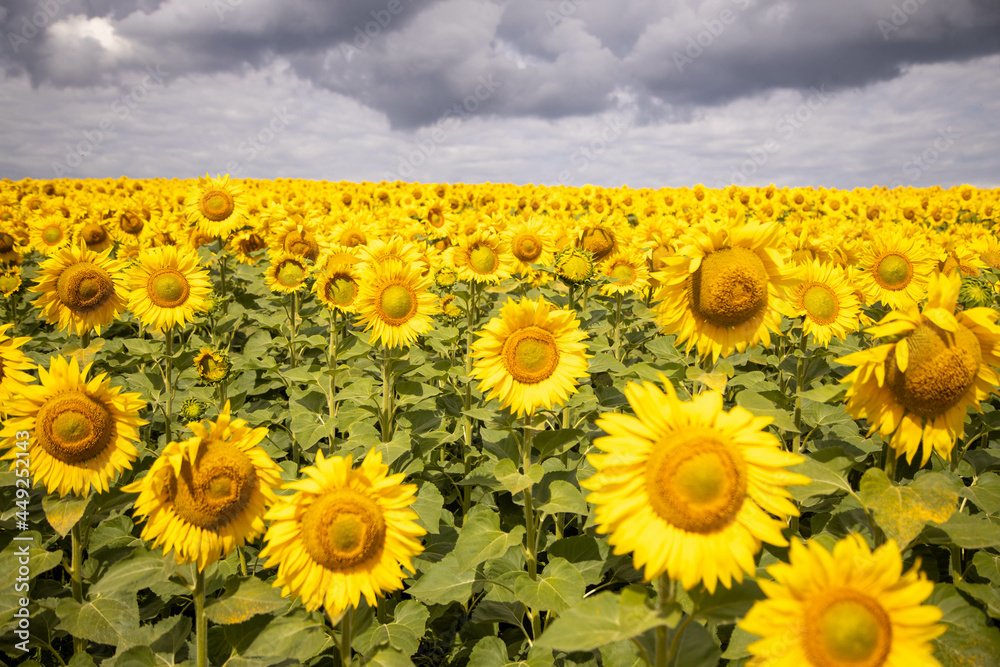 Fototapeta premium image of a field of sunflowers sunny flowers clouds
