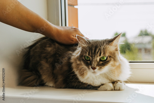 A gray striped cat with green eyes is sitting on the window. Women's hands are stroking a pet. International Cat Day