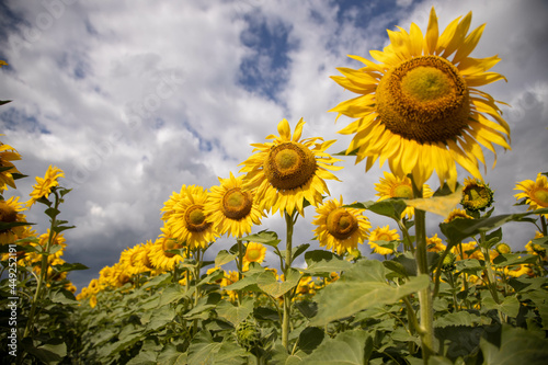 Large blooming sunflowers against a blue sky with white clouds