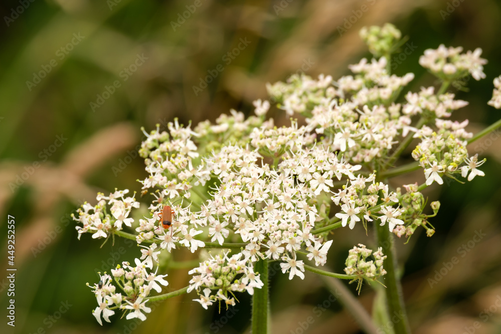 A red Soldier Beetle (Rhagonycha fulva) on the flowers head of common hogweed (Heracleum sphondylium) A red Soldier Beetle (Rhagonycha fulva) on the flowers head of common hogweed (Heracleum sphondylium)