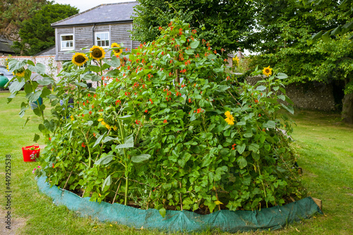 A vegetable and flower patch in a public area on the village green in Alfriston, East Sussex, UK
