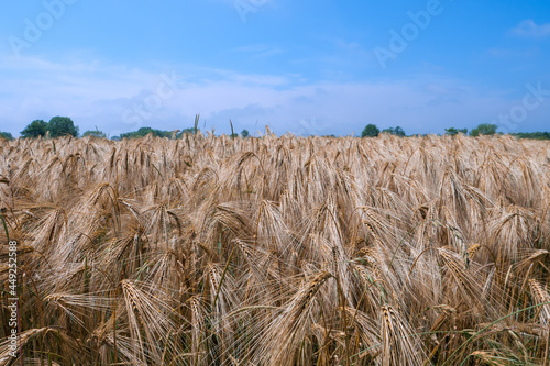 Ripe barley growing in a farm field in the UK in the summer sunshine.