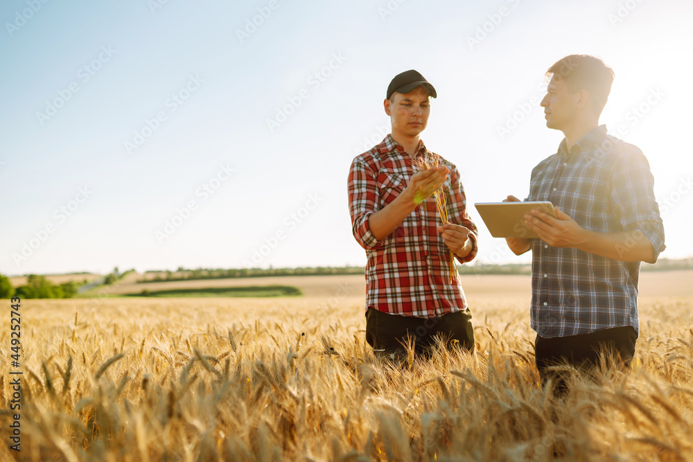 Two young farmers standing in wheat field examining crop holding tablet using internet. Modern agriculture technology. Smart farming concept. Two young farmers standing in wheat field examining crop holding tablet using internet. Modern agriculture technology. Smart farming concept.