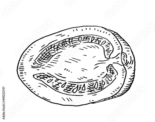 Tomato plum half. Vintage hatching monochrome black illustration. Isolated on white