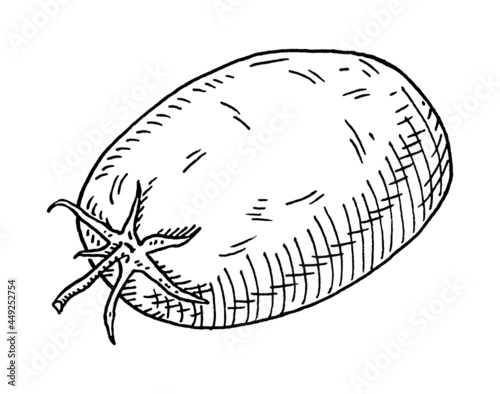 Tomato plum whole. Vintage hatching monochrome black illustration. Isolated on white