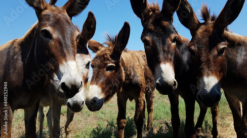 Fényképezés a herd of donkeys looks at the photographer's camera