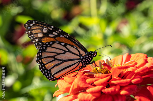 Monarch Butterfly on Orange Zinnia © Lee
