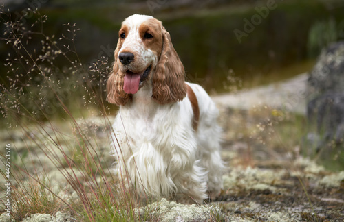 Wildlife. Summer. Portrait of an English Cocker Spaniel.The dog is standing on the shore of the lake and looks into the frame.