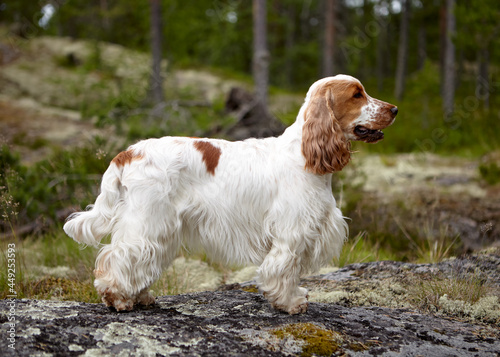 Portrait of an English Cocker Spaniel. The dog stands on a rocky plateau and looks into the distance.