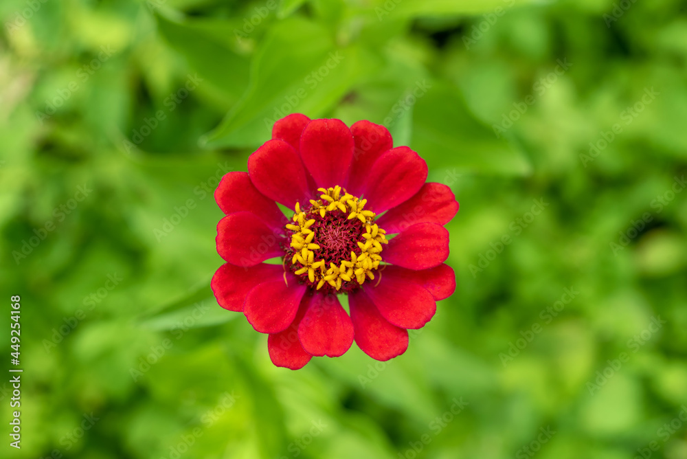 Obraz premium Top view red flower zinnia elegans in the garden.