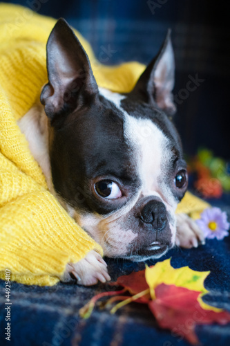 Fototapeta Naklejka Na Ścianę i Meble -  Autumn portrait of a sleepy Boston Terrier dog, wrapped at home in a warm cozy blanket. The concept of comfort and warmth. Fall relax.