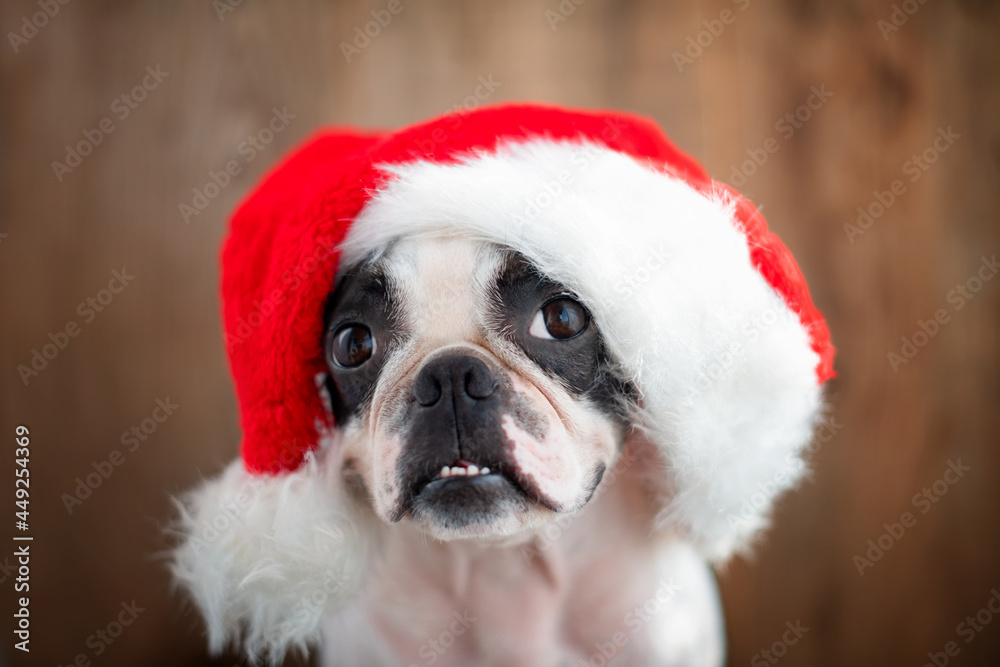 Cute pet Dog Boston Terrier in a Santa Claus Christmas hat. The concept of the new year and Christmas.