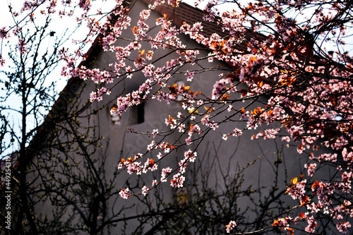 Cherry blossom in spring © Natalia