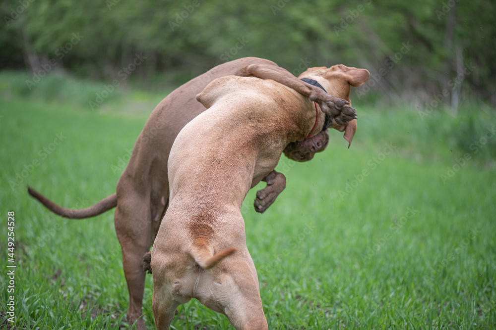 Two ferocious American pit bulls are fighting on the field. Two ferocious American pit bulls are fighting on the field.