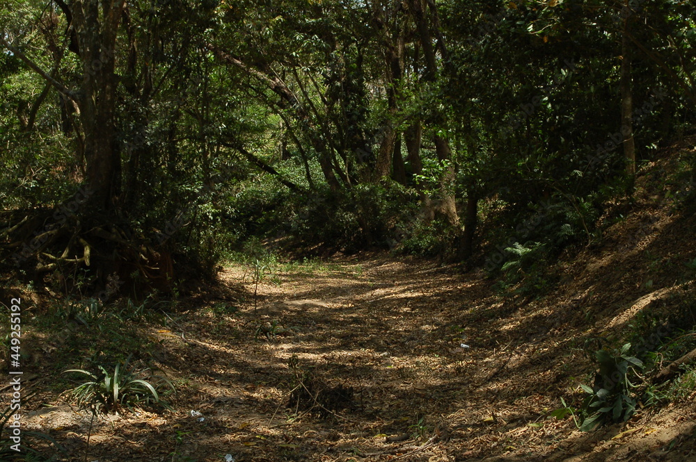 Camino a través de la selva Camino a través de la selva
