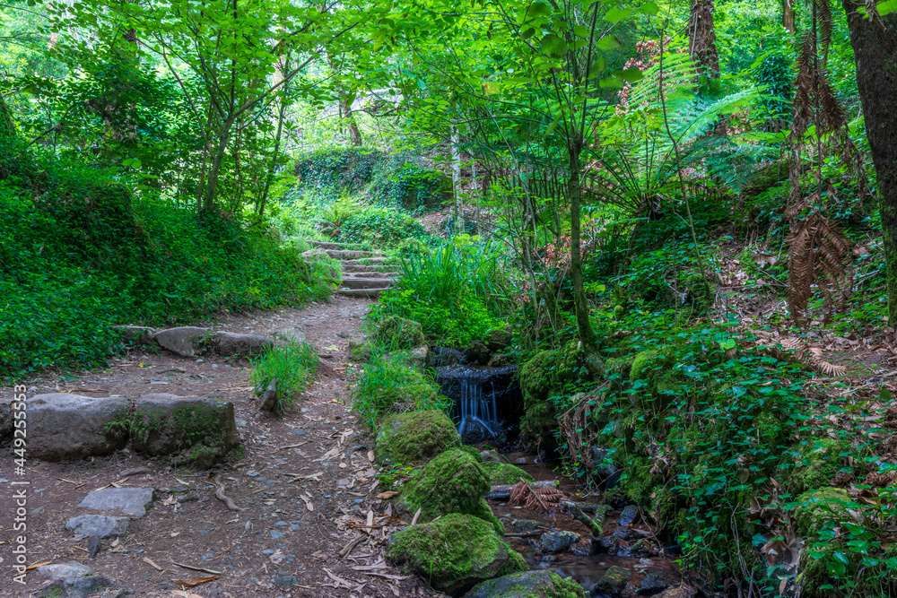 The forest park at Bussaco, Portugal The forest park at Bussaco, Portugal
