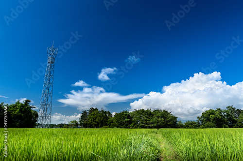 入道雲と5G電波塔と水田 photo