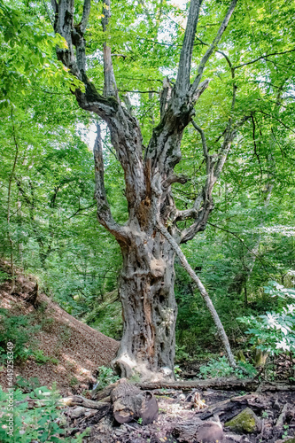 big dry tree in the woods