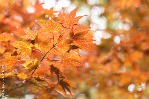 Japanese maple tree leaves background.