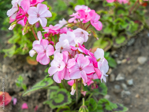 Bright pink geranium growing in a garden with close and selective focus  bokeh and shallow depth of field