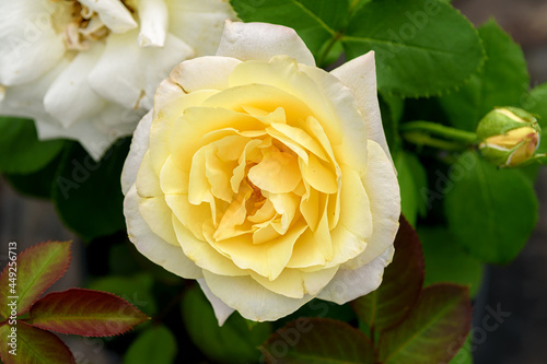 rose flower with a yellow center on a background of green foliage.