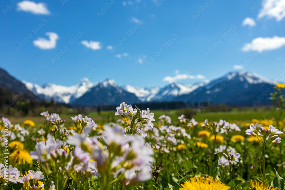 Obraz premium Allgäu- Frühling - Blumen - Oberstdorf - Berge - Alpen