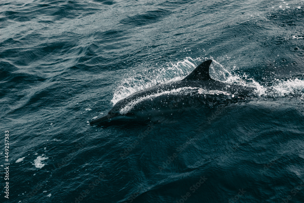 Fototapeta premium dolphin swimming in the sea