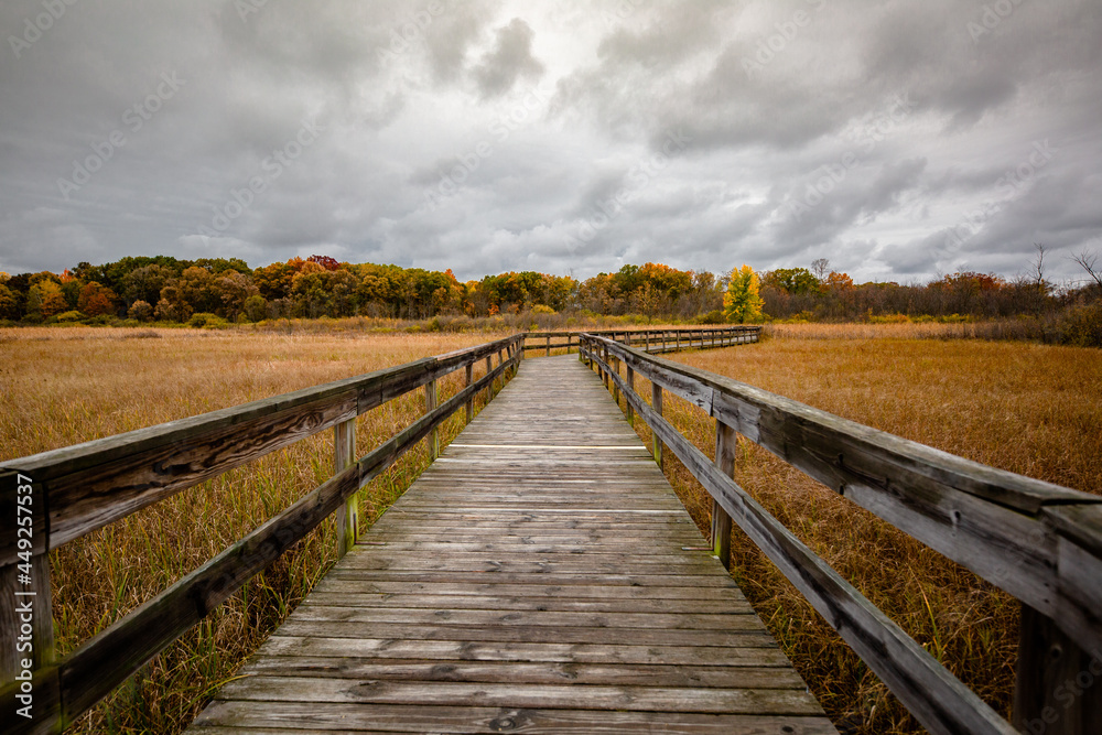 A wooden walking bridge cuts through tall grass in autumn with fall color changing trees in the background_04 A wooden walking bridge cuts through tall grass in autumn with fall color changing trees in the background_04