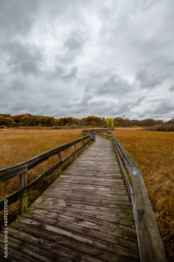 A wooden walking bridge cuts through tall grass in autumn with fall color changing trees in the background_06