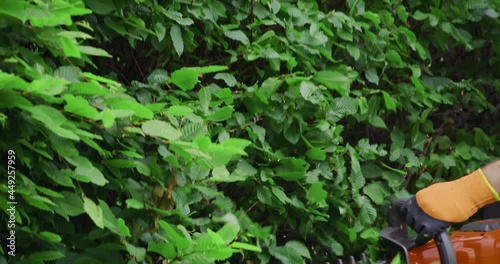 Close up of strong male hands in protective gloves using electric trimmer while removing extra branches on green bushes. Concept people, plants and landscaping.
