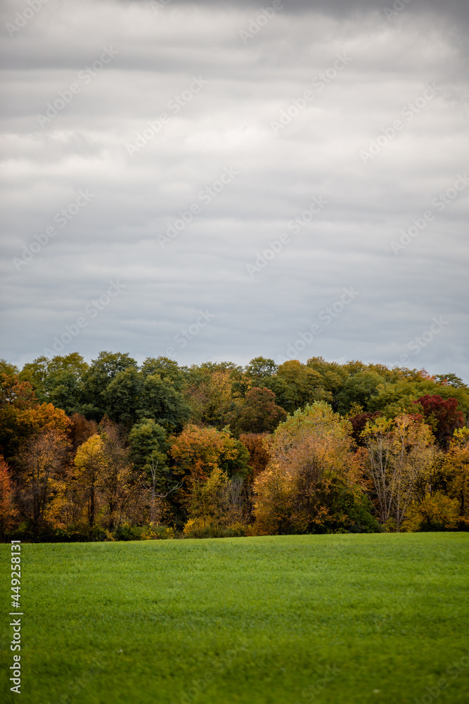 Autumn colored fall trees changing color with red, yellow and orange colored leaves near a green peaceful meadow_11