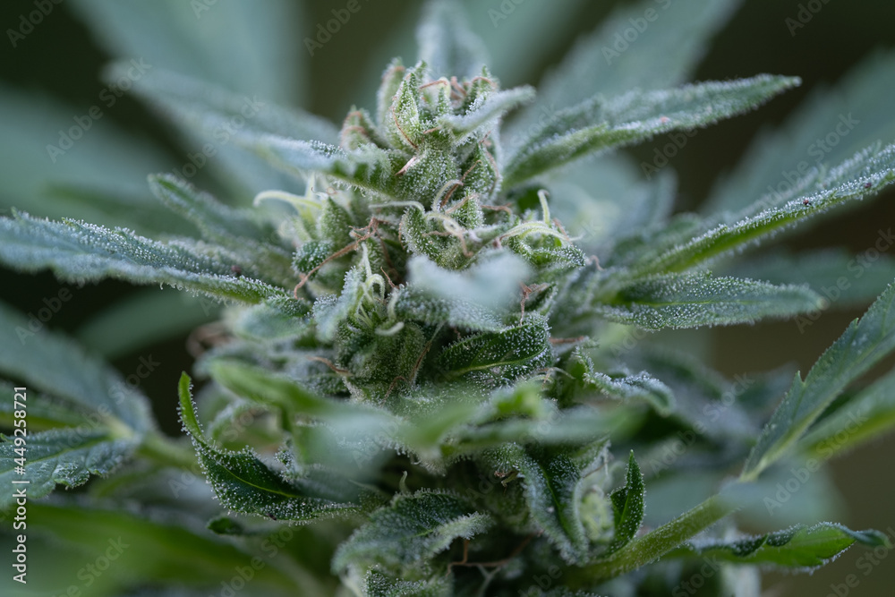 close up of a growing weedplant at the end of the grow phase close up of a growing weedplant at the end of the grow phase
