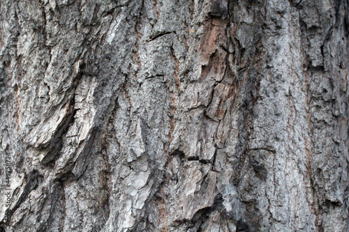 Fototapeta Naklejka Na Ścianę i Meble -  bark of a tree texture