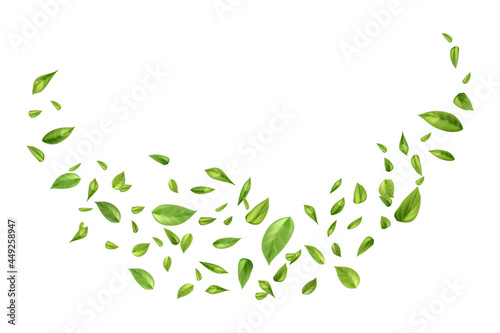 Flying or falling tea or mint leaves on white background.