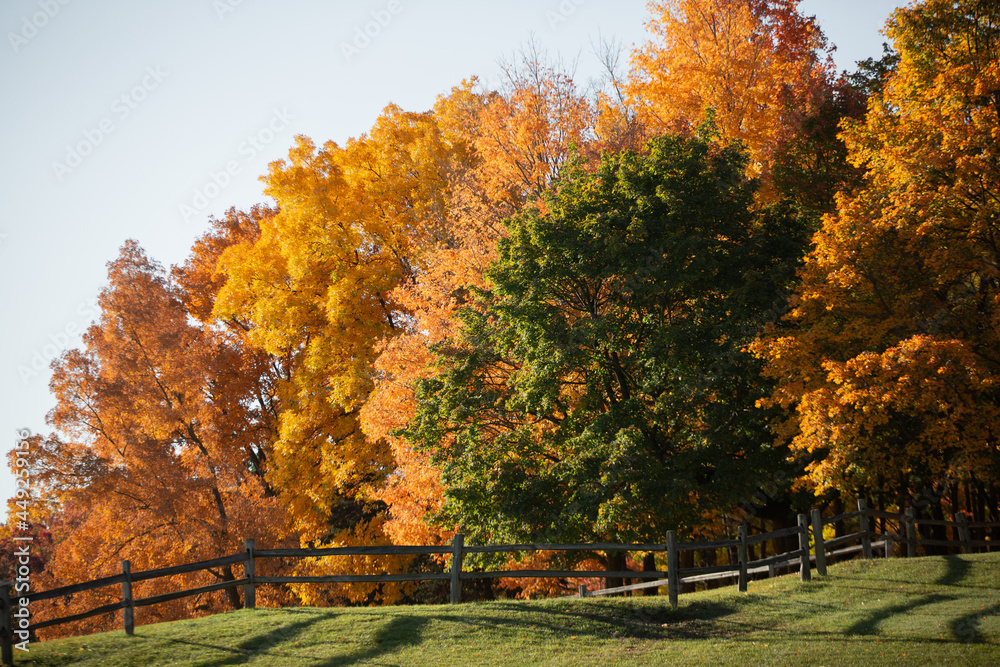 Autumn colored fall trees changing color with red, yellow and orange colored leaves near a green peaceful meadow_08