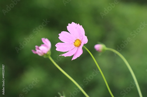 pink flower in the garden