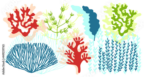 algae and corals colored set vector