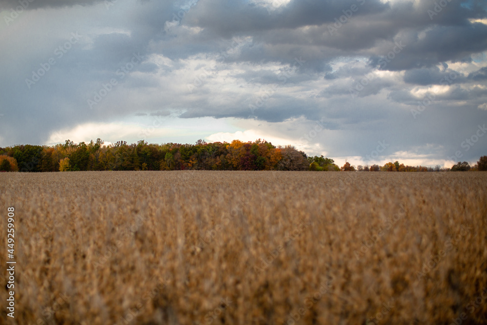 Beautiful autumn red, yellow and green fall colored trees at the edge of a harvest corn field_02
