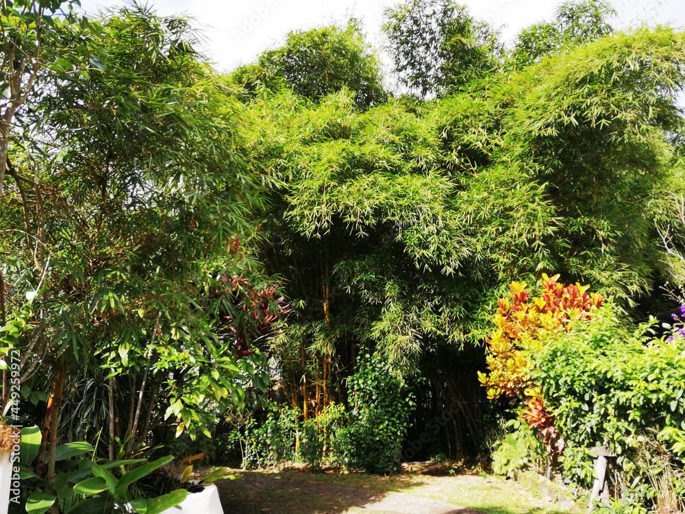 Plants and vegetation