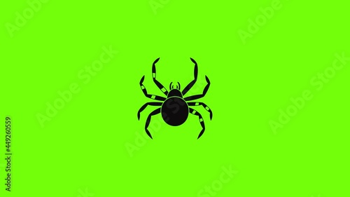 Tarantum spider icon animation photo