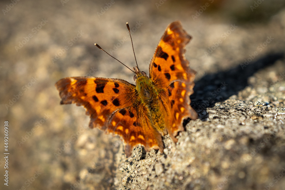 Fototapeta premium Ein schöner C-Falter 