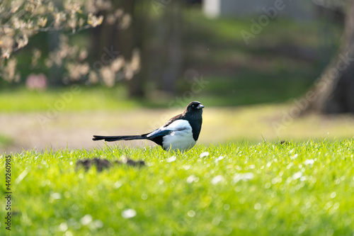Eine diebische Elster  photo
