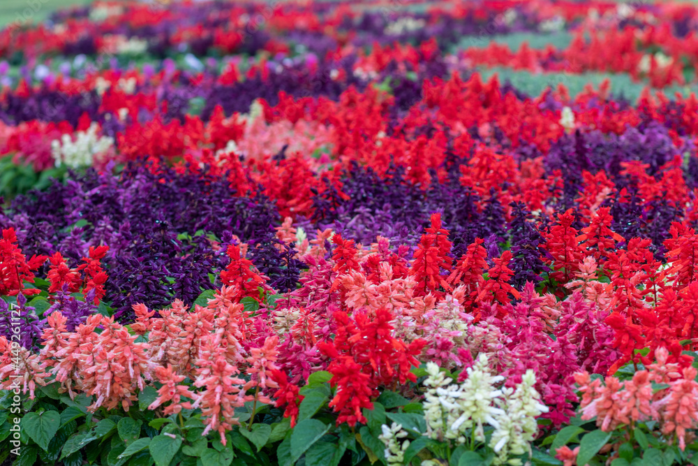 Detail image of a colorful flower garden in Águeda, Portugal Detail image of a colorful flower garden in Águeda, Portugal